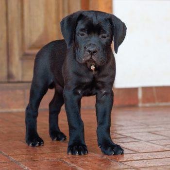 cane corso filhotes disponíveis, ninhada de cane corso