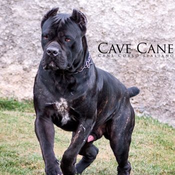 cachorro cane corso, cane corso tigrado, foto de cane corso