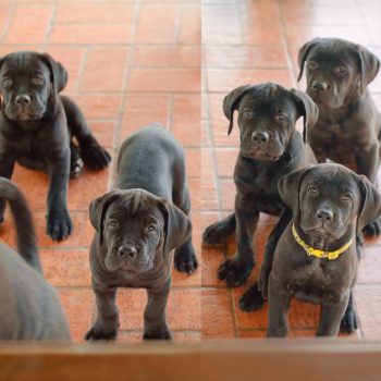 cane corso filhotes disponíveis, ninhada de cane corso