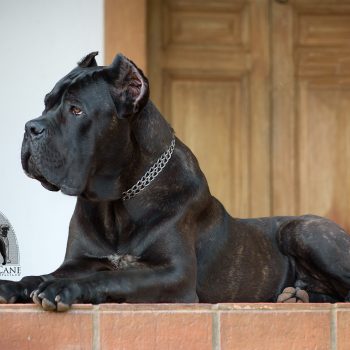 cachorro cane corso, cane corso tigrado, foto de cane corso