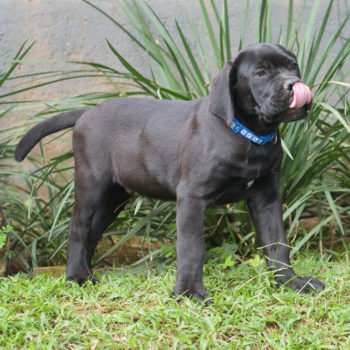 foto de Filhote de cane corso macho preto disponível 