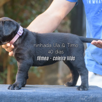 Filhote fêmea cane corso coleira lilás - 40 dias de idade