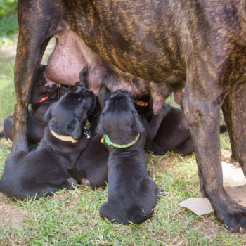 fotos de filhotes de cane corso preto, amamentação canina