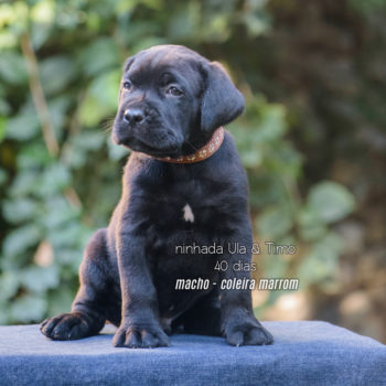 foto  de cane corso filhote preto macho