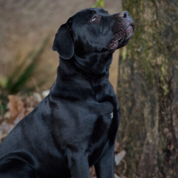filhote preto macho cane corso à venda