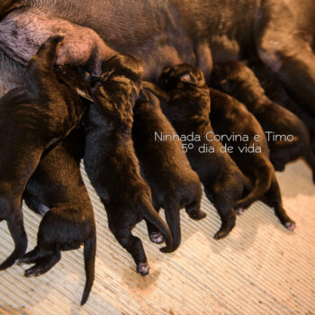 filhote cane corso preto, ninhada cane corso italiano