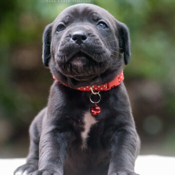 cane corso filhote preto foto