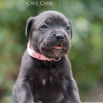 cane corso filhote preto foto