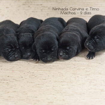 black cane corso puppier, filhotes de cane corso pretos