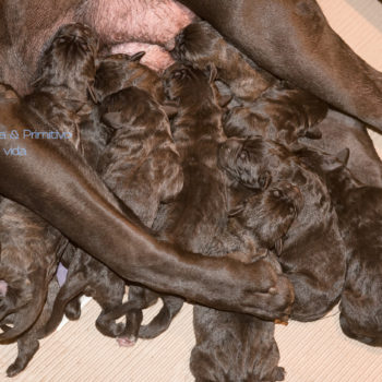 foto filhotes disponíveis de cane corso italiano