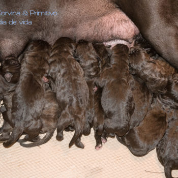 foto filhotes disponíveis de cane corso italiano