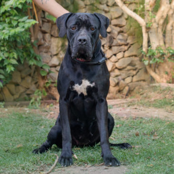 fêmea preta da raça cane corso italiano, cane corso com orelhas