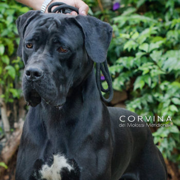 fêmea preta da raça cane corso italiano, cane corso com orelhas