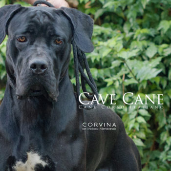 fêmea preta da raça cane corso italiano, cane corso com orelhas