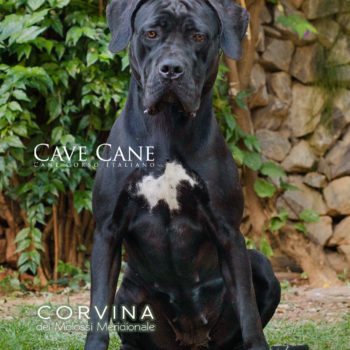 fêmea preta da raça cane corso italiano, cane corso com orelhas