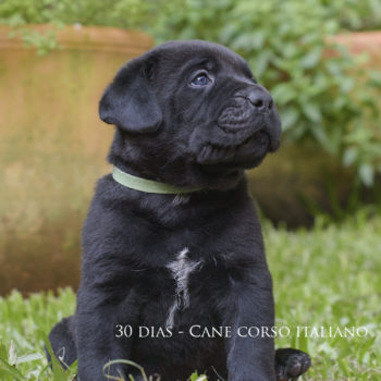 filhote cane corso preto