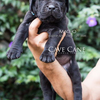 foto de cane corso filhote preto