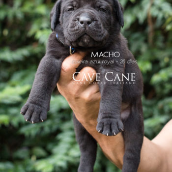 foto de cane corso filhote preto