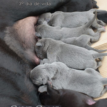 imagem de ninhada de cane corso cor cinza e preto