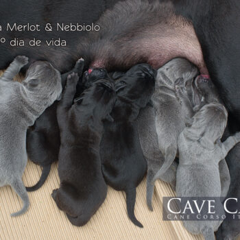 imagem de ninhada de cane corso cor cinza e preto