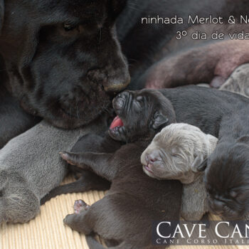imagem de ninhada de cane corso cor cinza e preto
