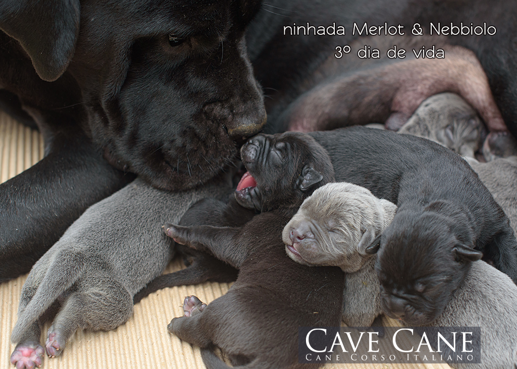 filhotes de cane corso recém nascidos