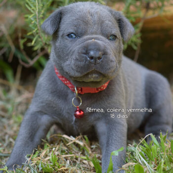 imagem de uma filhote cinza da raça cane corso italiano