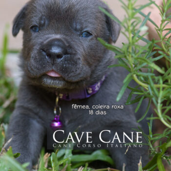 imagem de umafilhote cinza da raça cane corso italiano