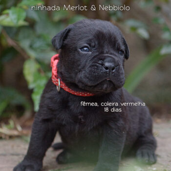 imagem de um filhote preto da raça cane corso italiano