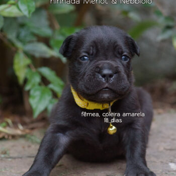 imagem de um filhote preto da raça cane corso italiano