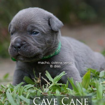 imagem de umsfilhote cinza da raça cane corso italiano