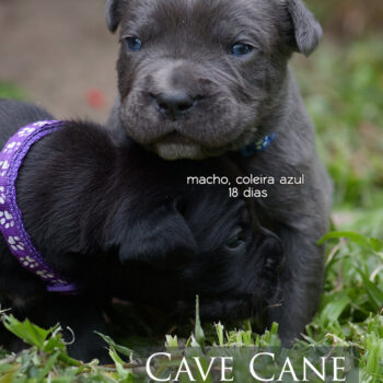 imagem de ums filhote cinza da raça cane corso italiano