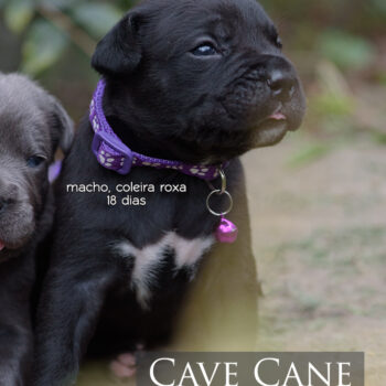 imagem de um filhote preto da raça cane corso italiano