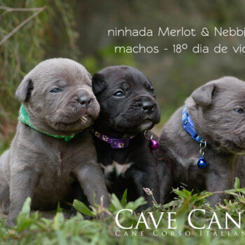 filhotinhos de cane corso
