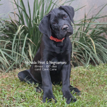cane corso filhote preto, filhote disponível de cane corso