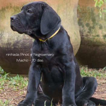 cane corso filhote preto, filhote disponível de cane corso