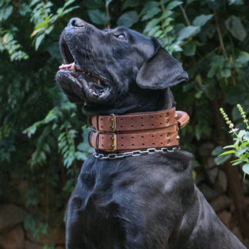 cabeça de cane corso tradicional