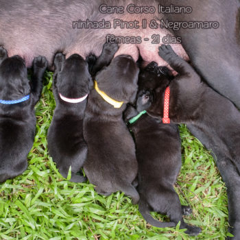 foto de mãe cane corso amamentando seus filhotes