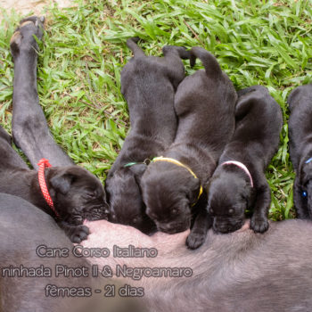 foto de mãe cane corso amamentando seus filhotes