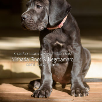 foto de Filhote de cane corso macho preto disponível 