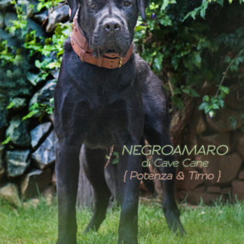 foto cane corso preto