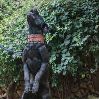 cane corso tradicional