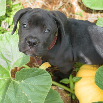 cane corso filhote ninhada