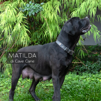 fotografia de cane corso preta