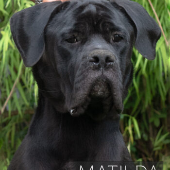 fotografia da cabeça de cane corso