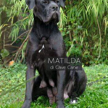 cane corso foto