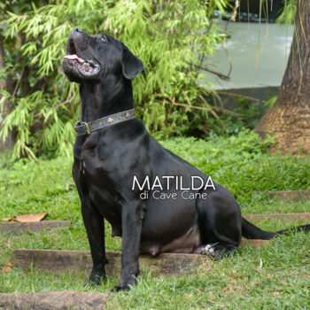 fêmea prenha cane corso italiano