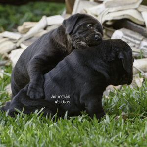 irmãs filhotes cane corso