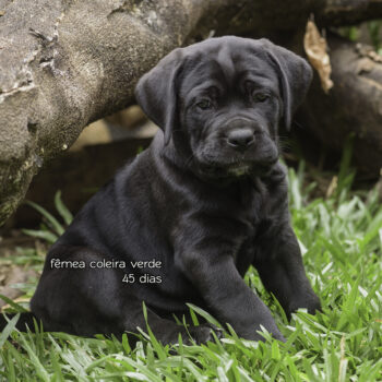 cane corso fêmea, canil cave cane, filhote preta de cane corso