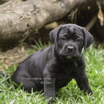 cane corso fêmea, canil cave cane, filhote preta de cane corso